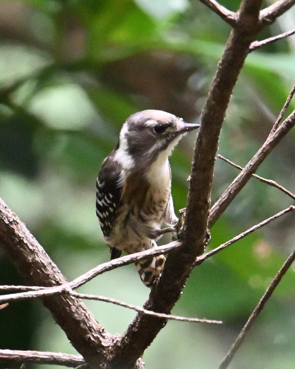 Japanese Pygmy Woodpecker - ML643590957
