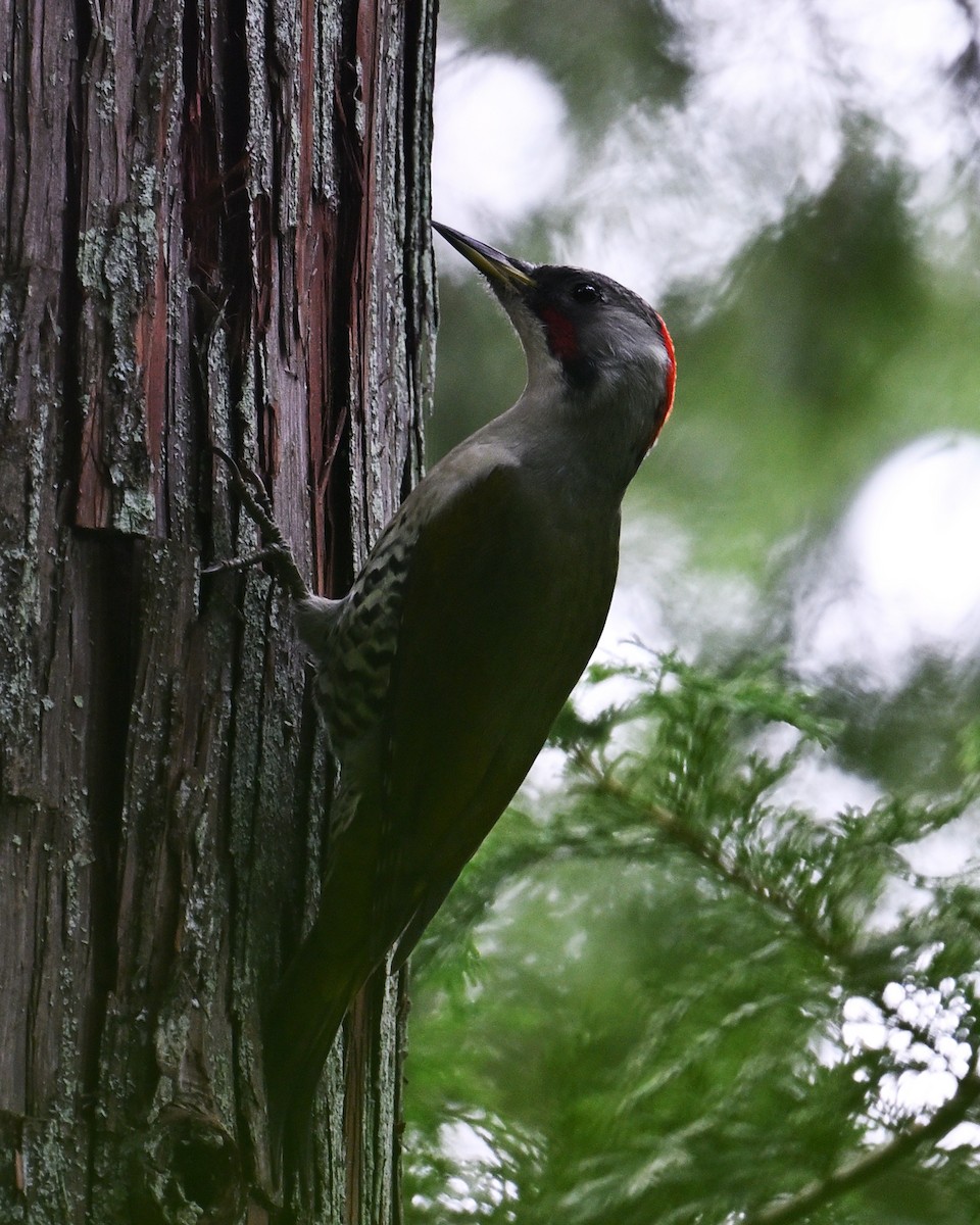 Japanese Woodpecker - ML643590961