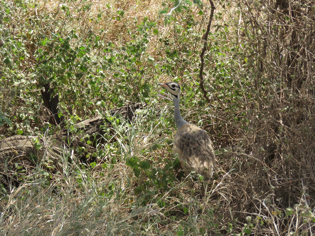 Outarde du Sénégal - ML643590964