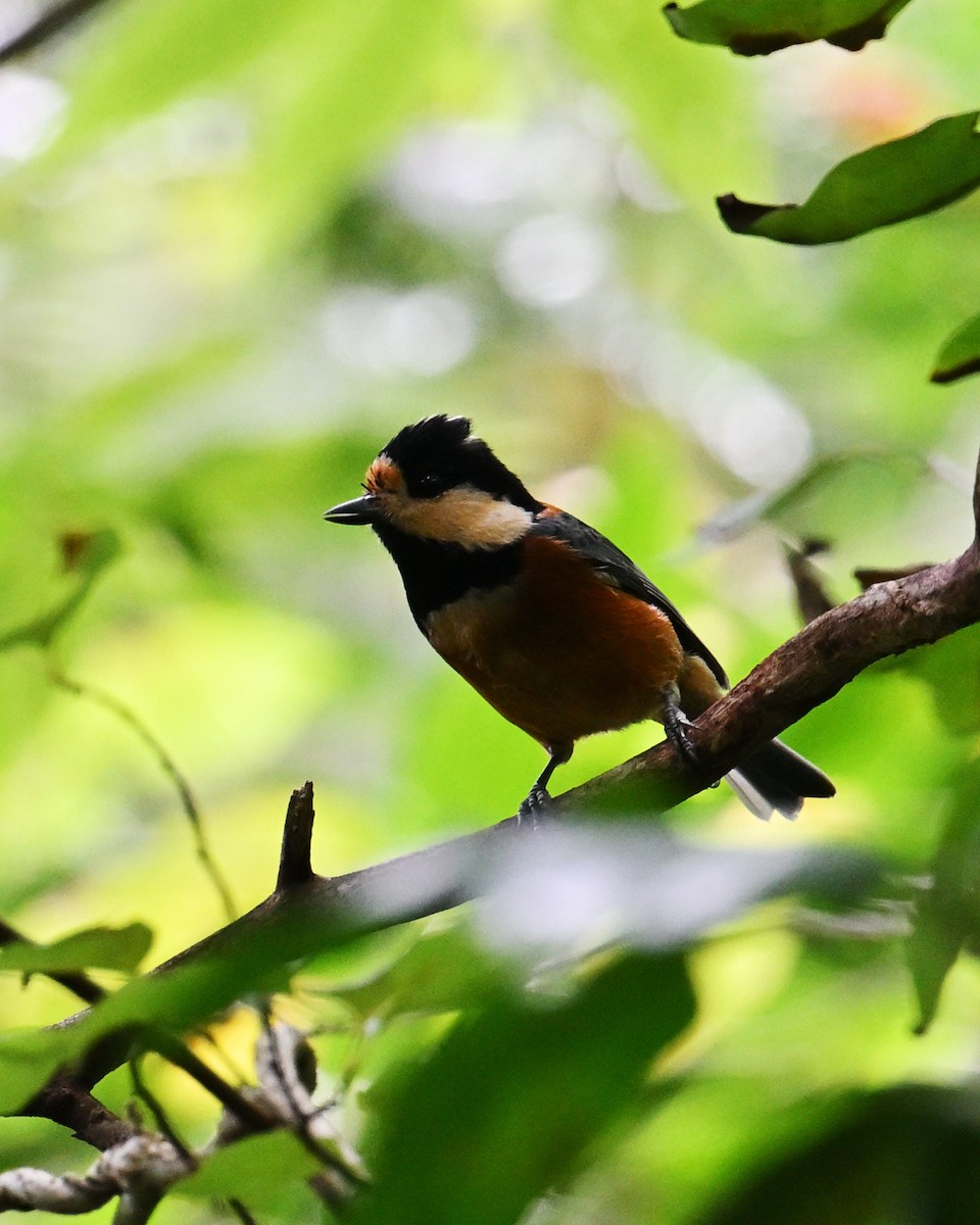 Varied Tit - ML643590966
