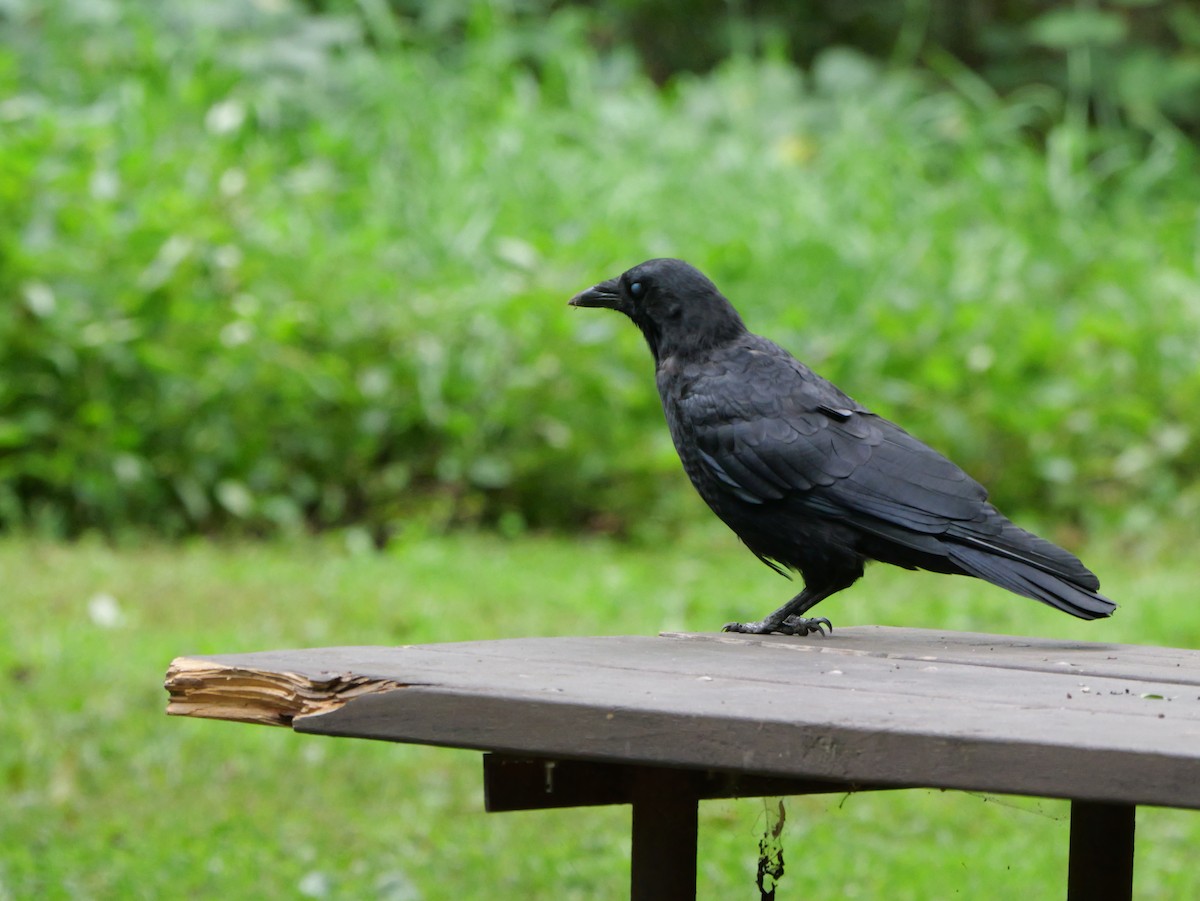 American Crow - ML643590967