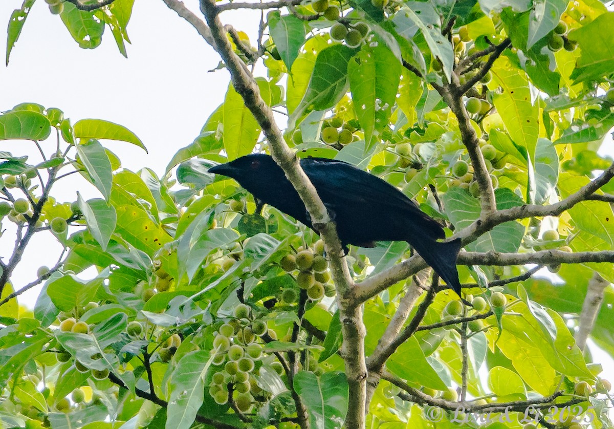 Wallacean Drongo (Flores) - ML643590972