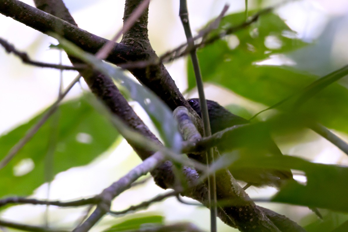 Plain-winged Antshrike - ML643590974
