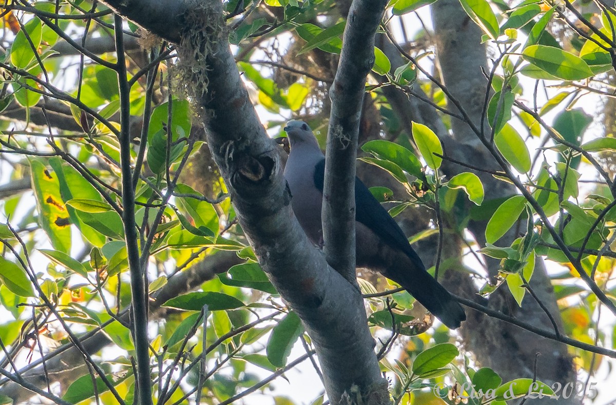 Dark-backed Imperial-Pigeon (Gray-crowned) - ML643590978