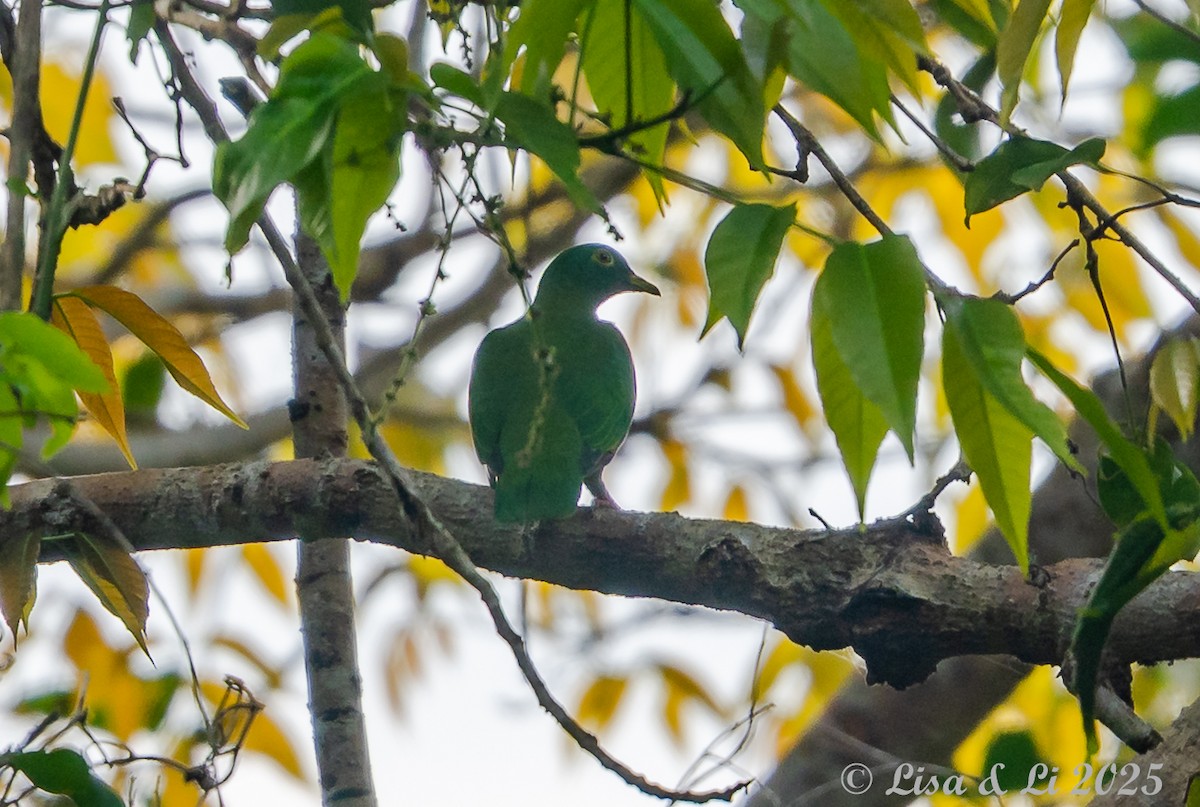 Black-naped Fruit-Dove - ML643590980