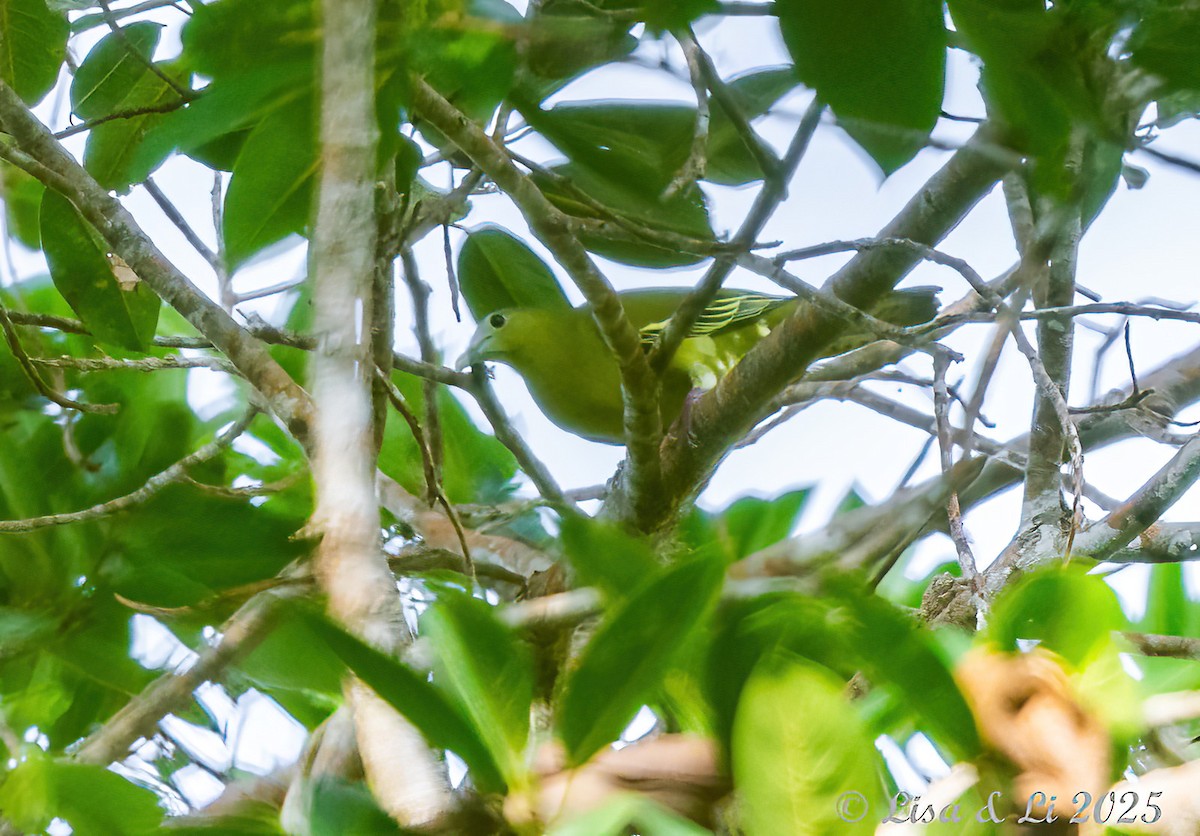 Flores Green-Pigeon - ML643590987