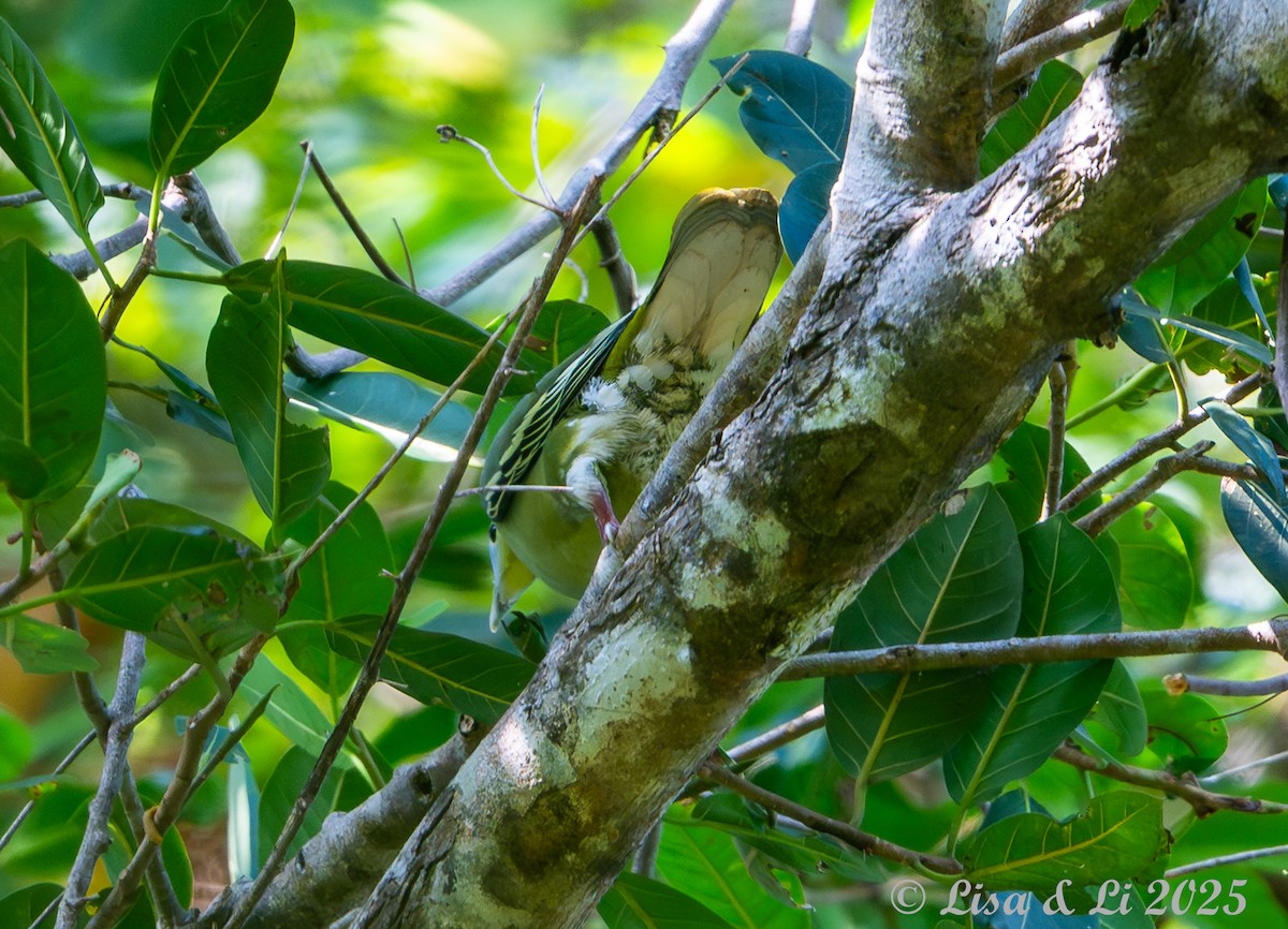 Flores Green-Pigeon - ML643590988