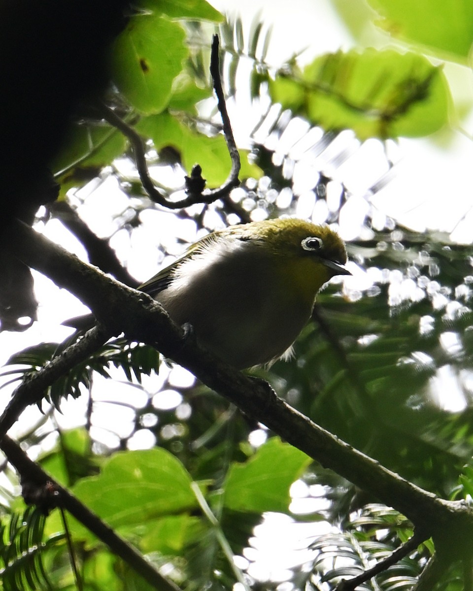 Warbling White-eye - ML643590989