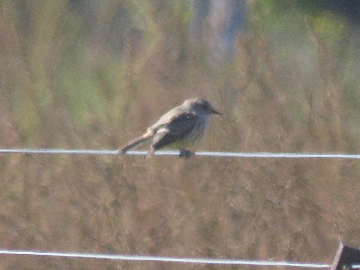 Vermilion Flycatcher - ML643590996
