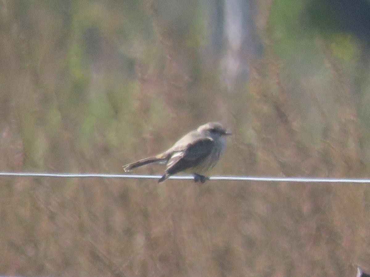Vermilion Flycatcher - ML643590997