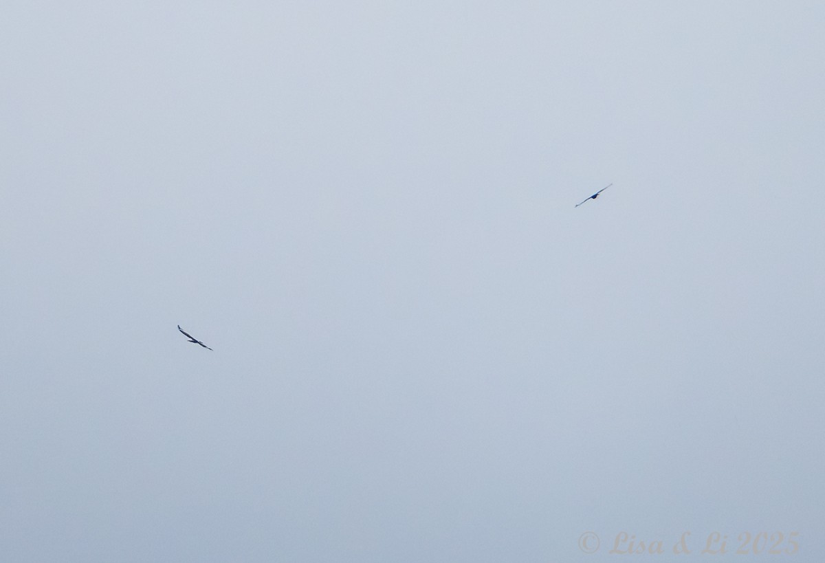 Flores Hawk-Eagle - ML643590999