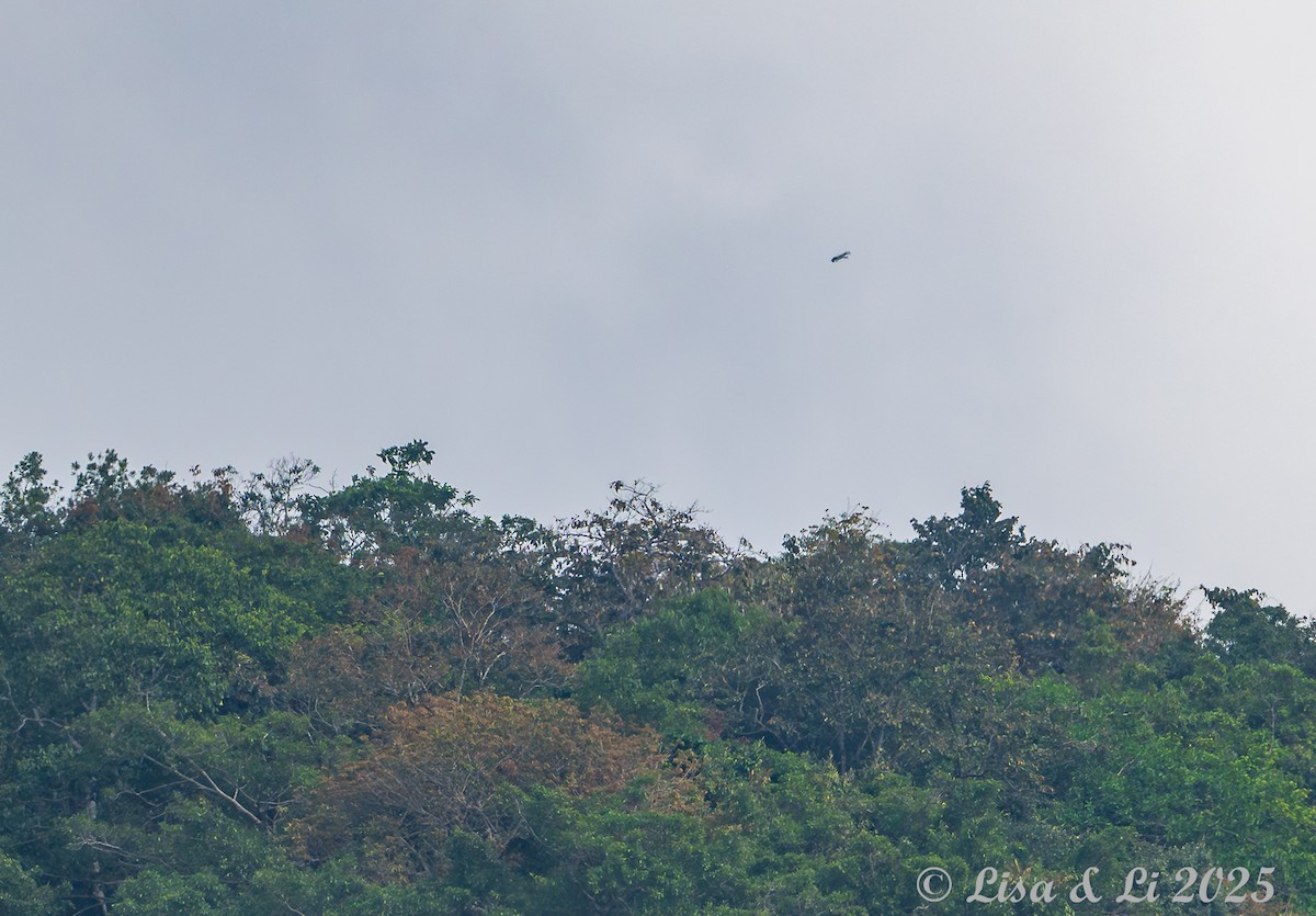 Flores Hawk-Eagle - ML643591000