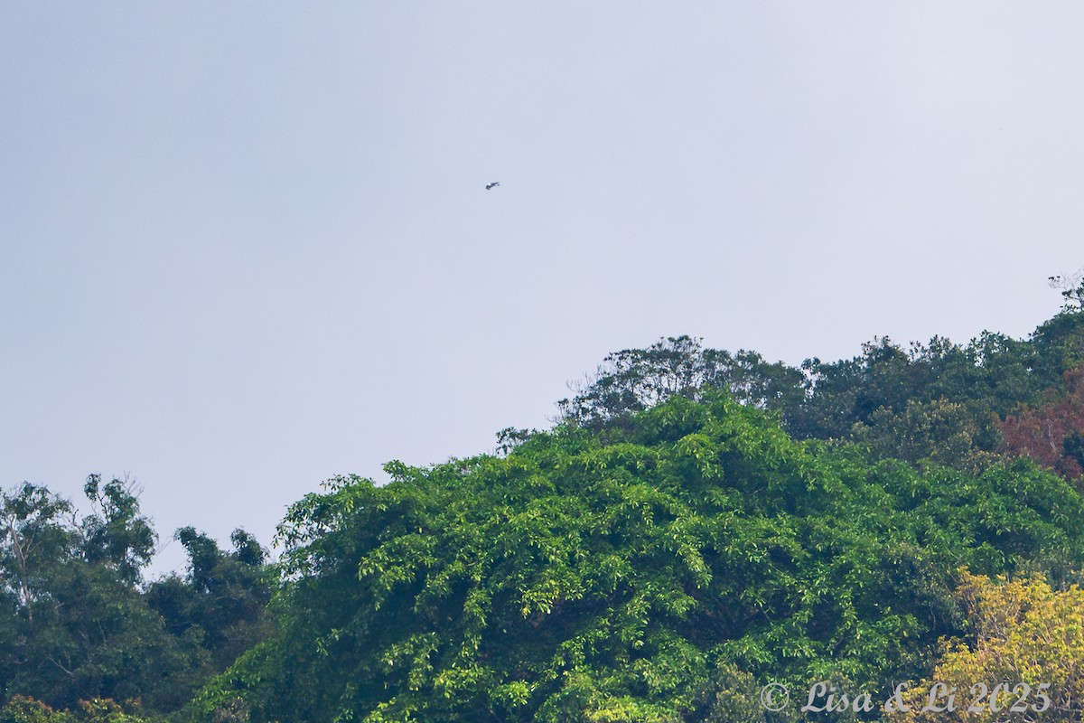 Flores Hawk-Eagle - ML643591001