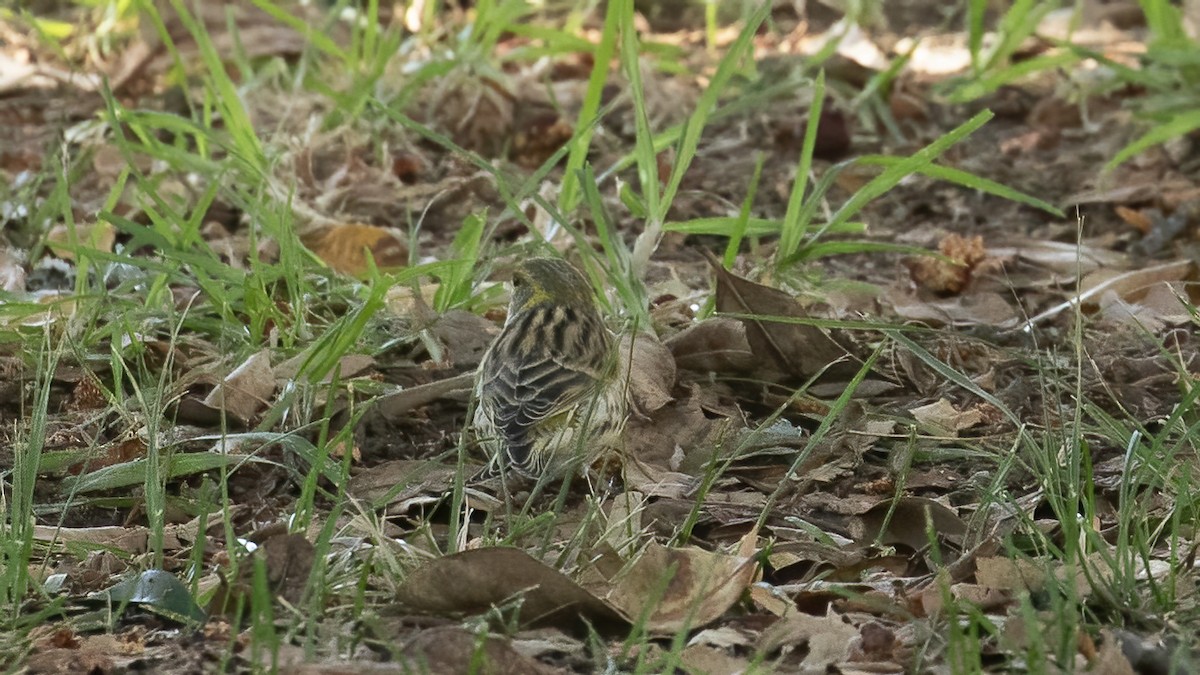 European Serin - ML643591008