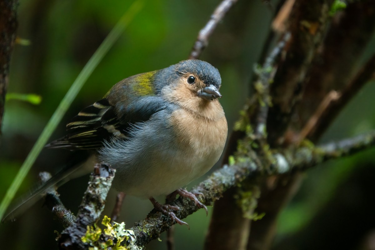 madeirafink - ML643591021