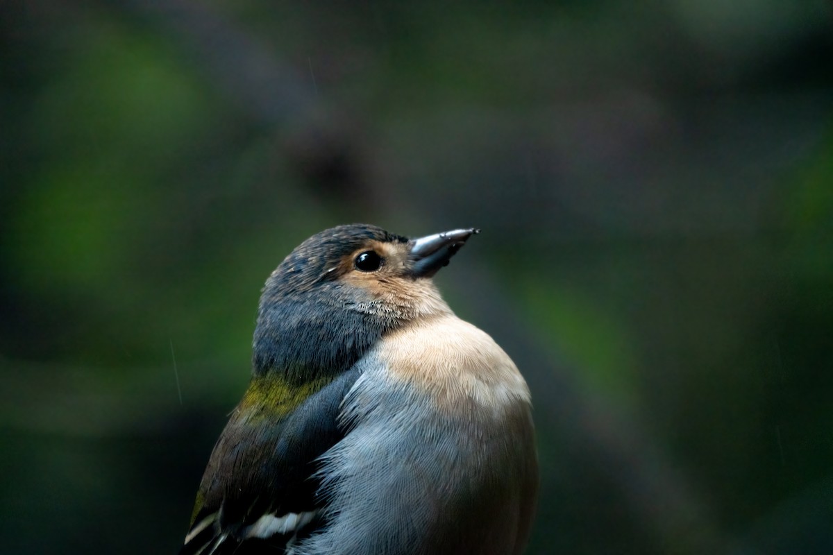 madeirafink - ML643591023