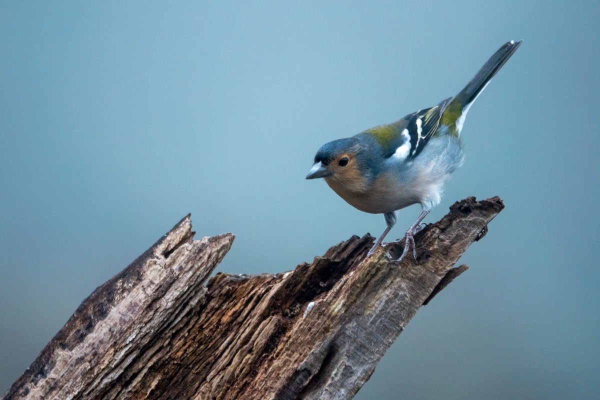 madeirafink - ML643591025