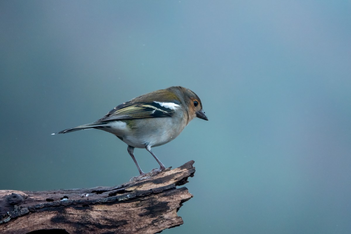 madeirafink - ML643591026