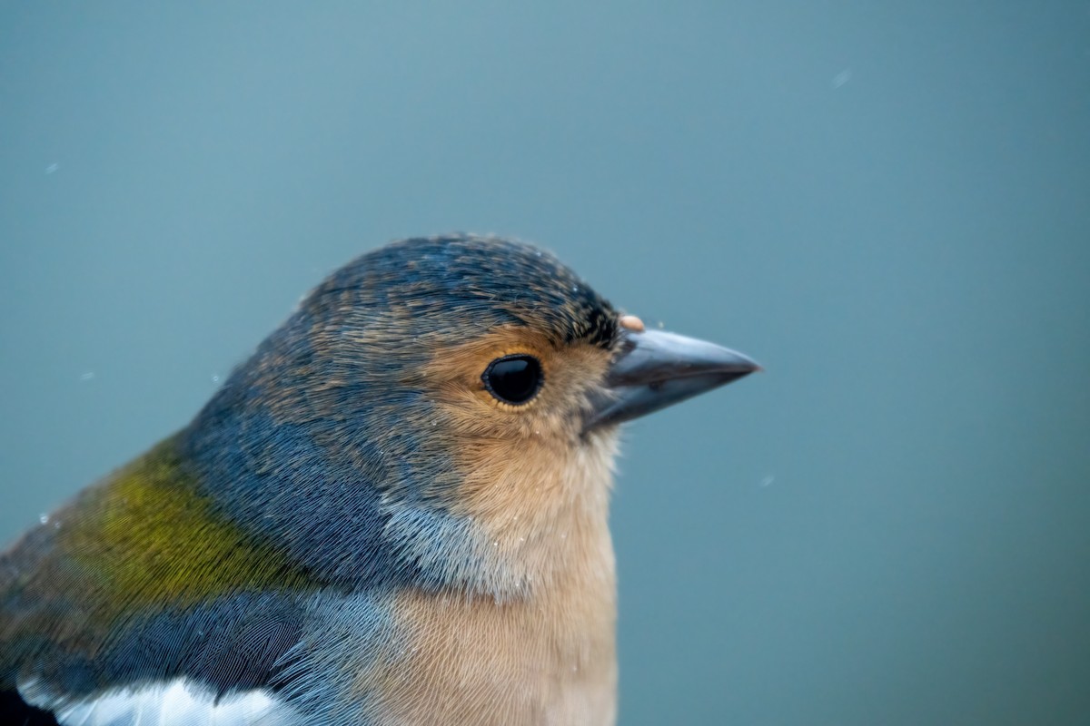 madeirafink - ML643591027