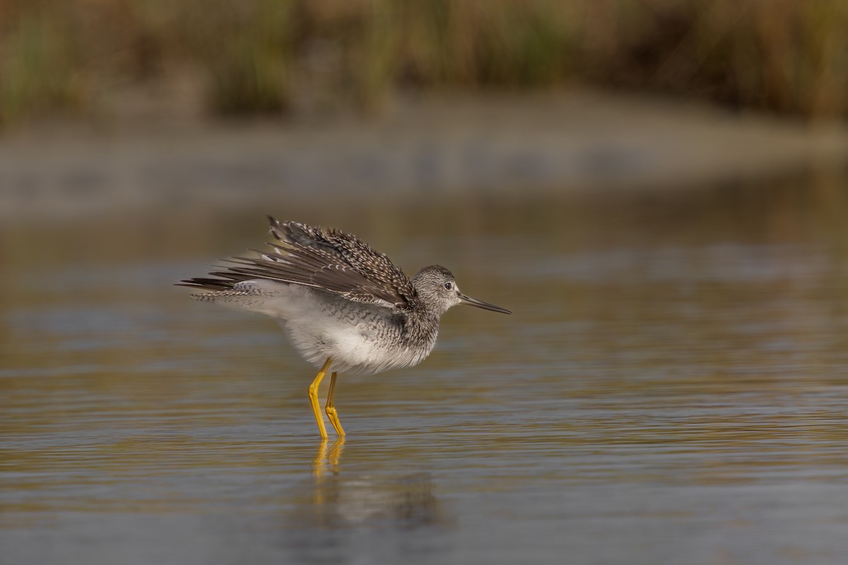 Greater Yellowlegs - ML643591028