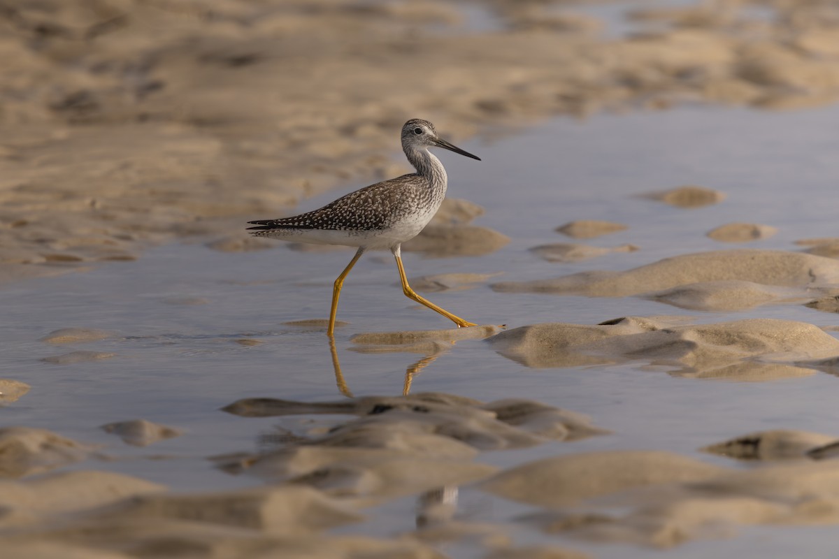 Greater Yellowlegs - ML643591029