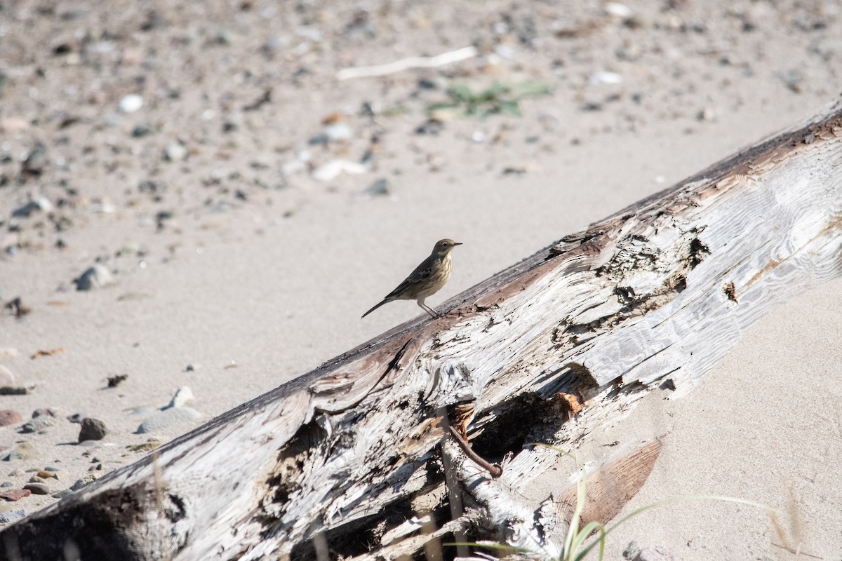 American Pipit - ML643591039