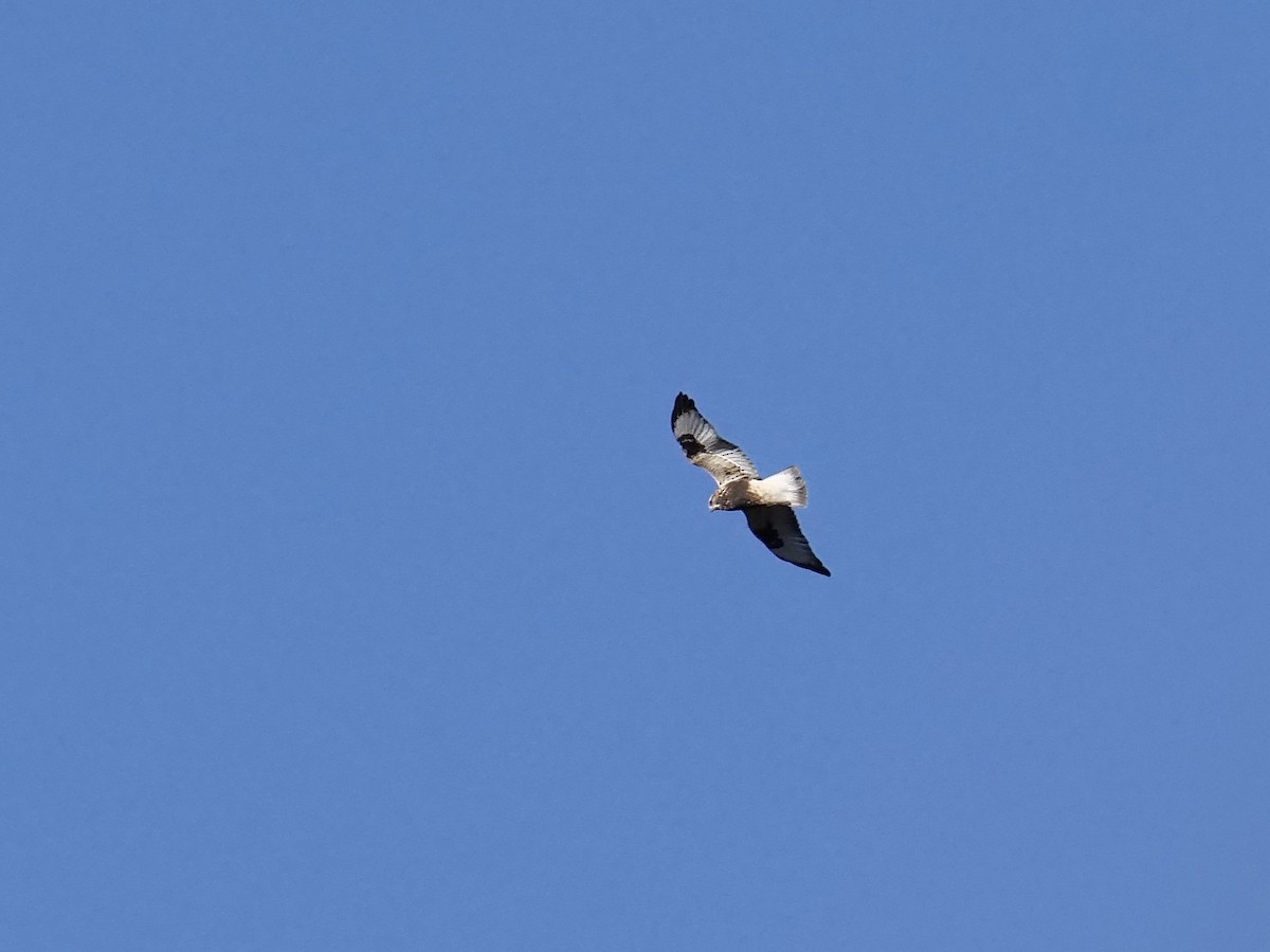 Rough-legged Hawk - ML643591040
