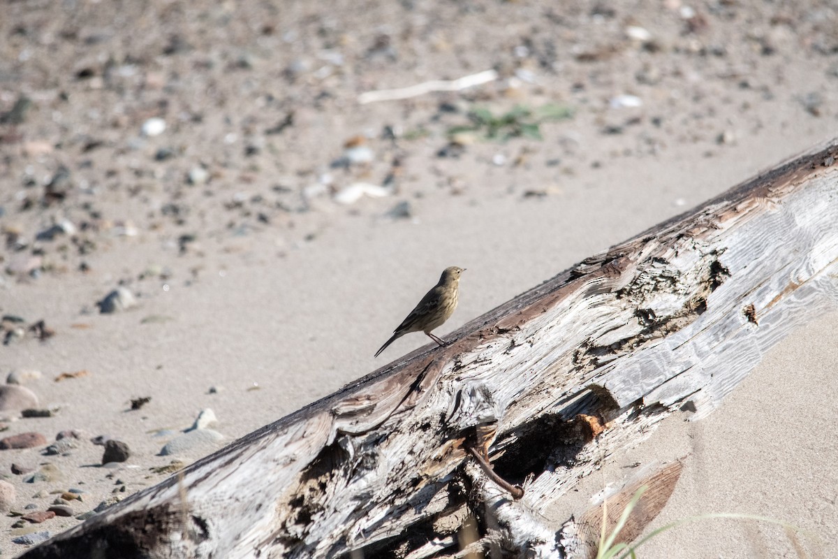 American Pipit - ML643591042