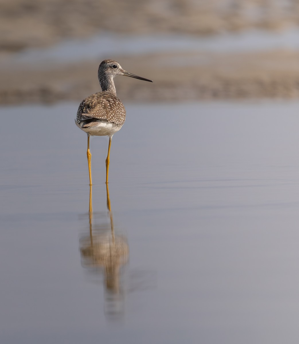 Greater Yellowlegs - ML643591044