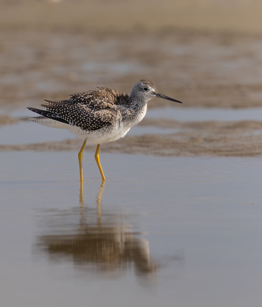 Greater Yellowlegs - ML643591045