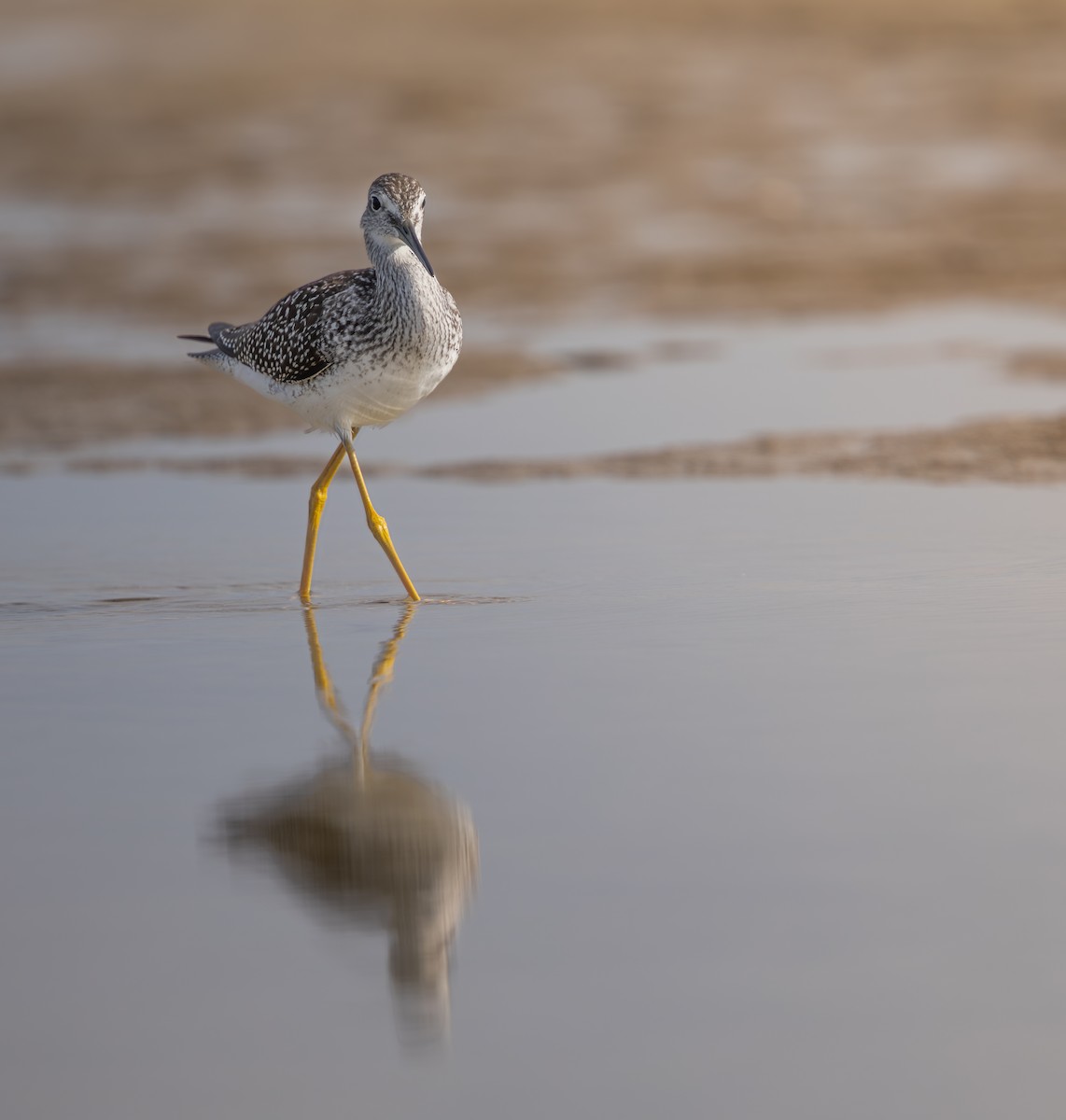 Greater Yellowlegs - ML643591046