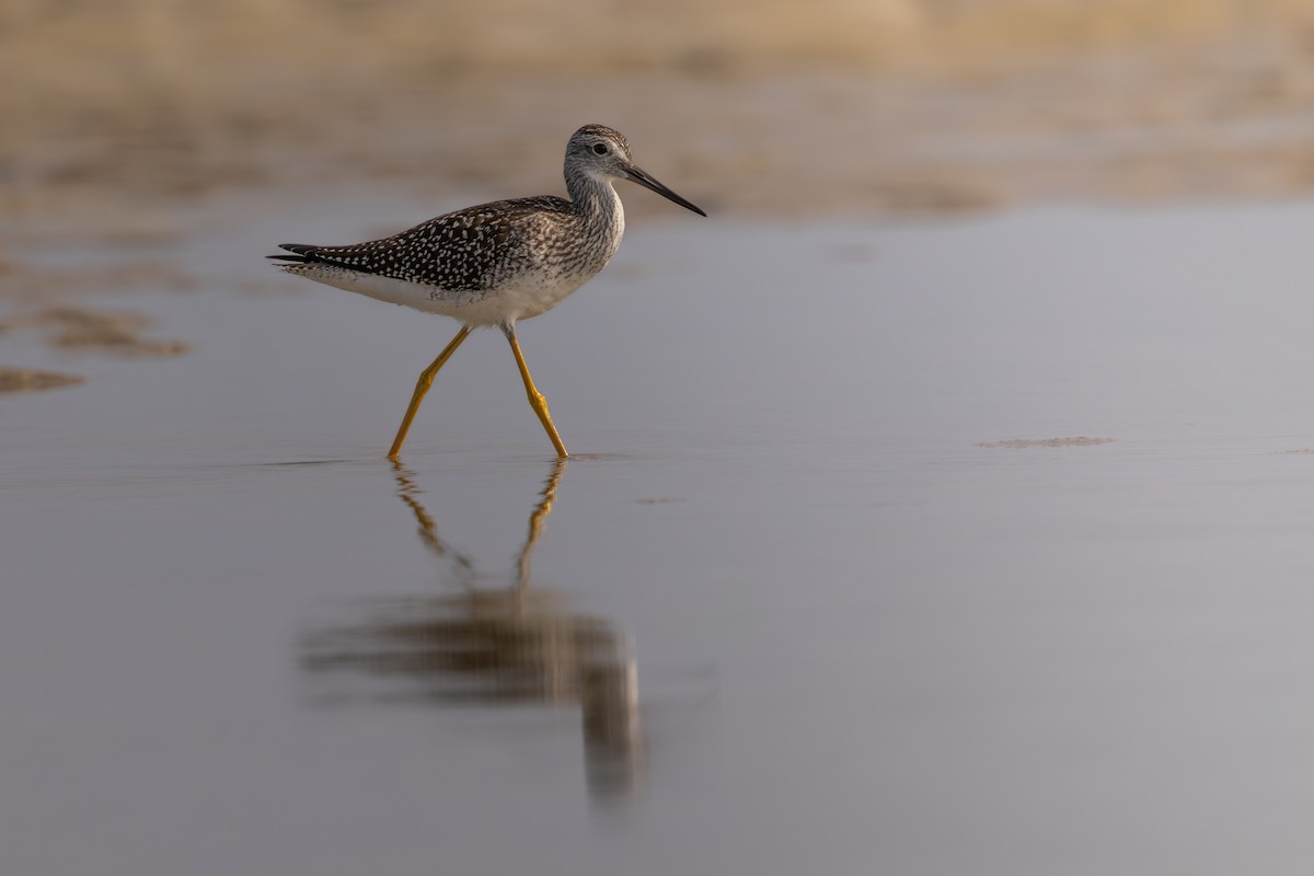 Greater Yellowlegs - ML643591047