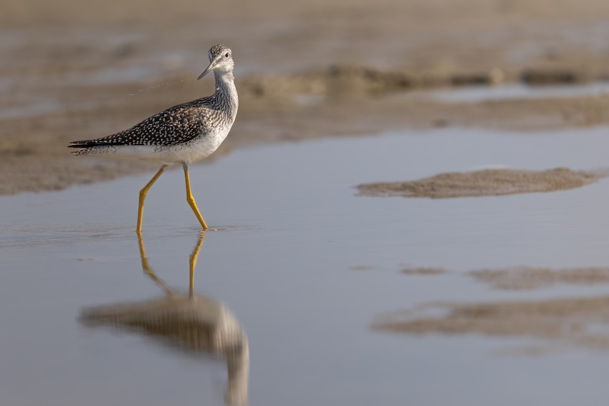 Greater Yellowlegs - ML643591048
