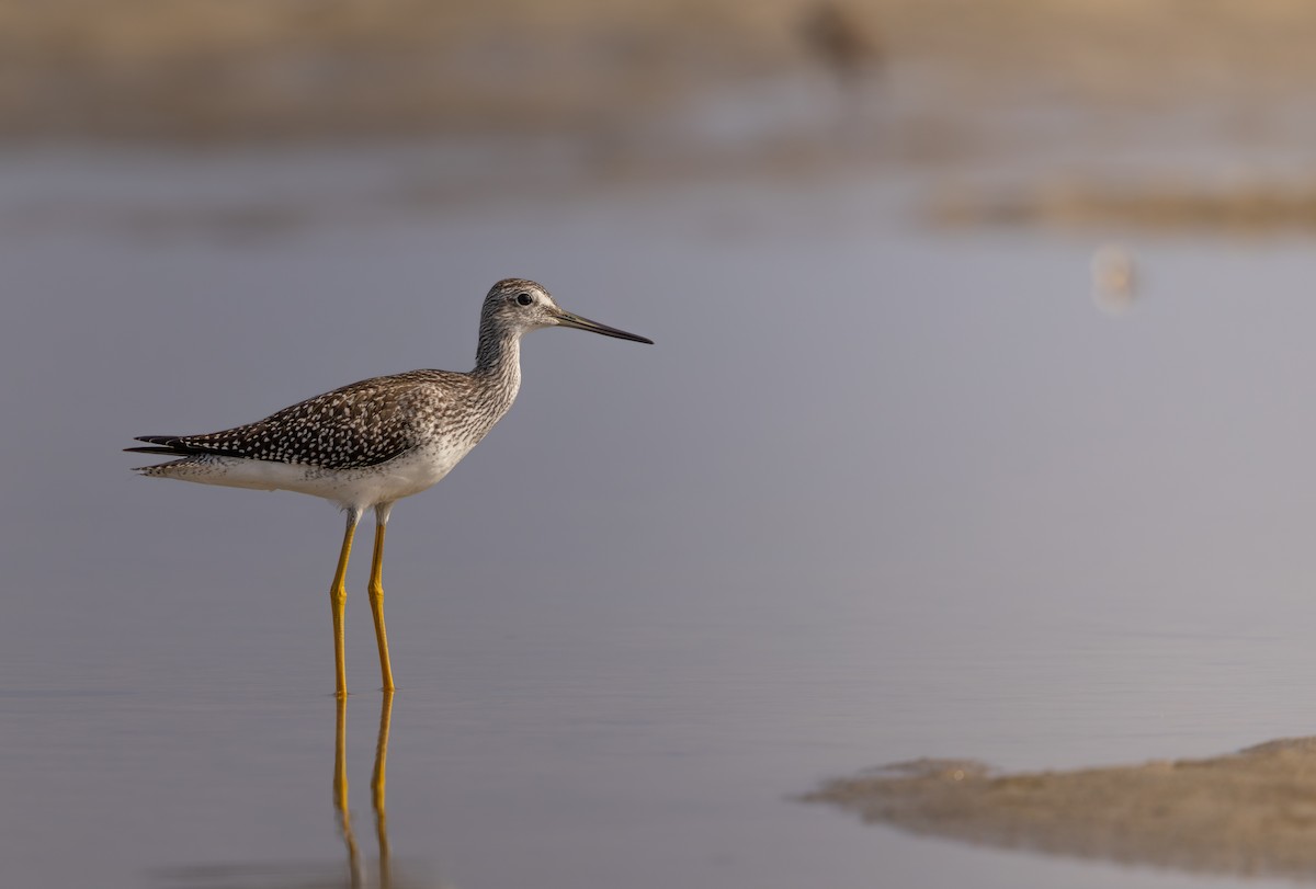 Greater Yellowlegs - ML643591049