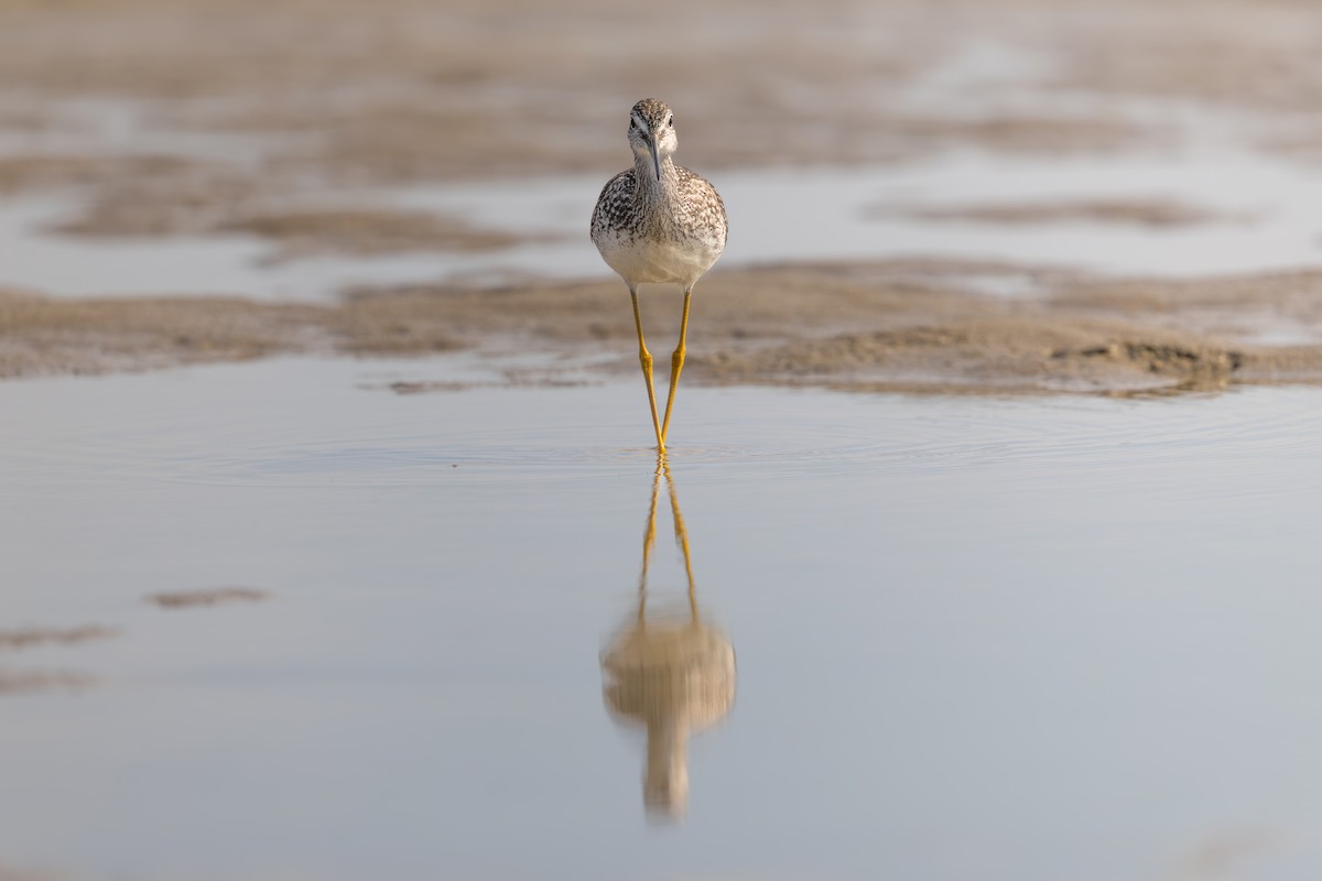 Greater Yellowlegs - ML643591050