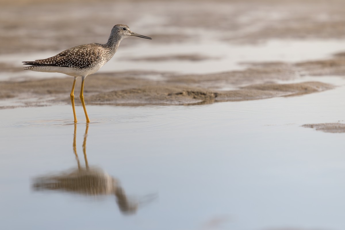 Greater Yellowlegs - ML643591051