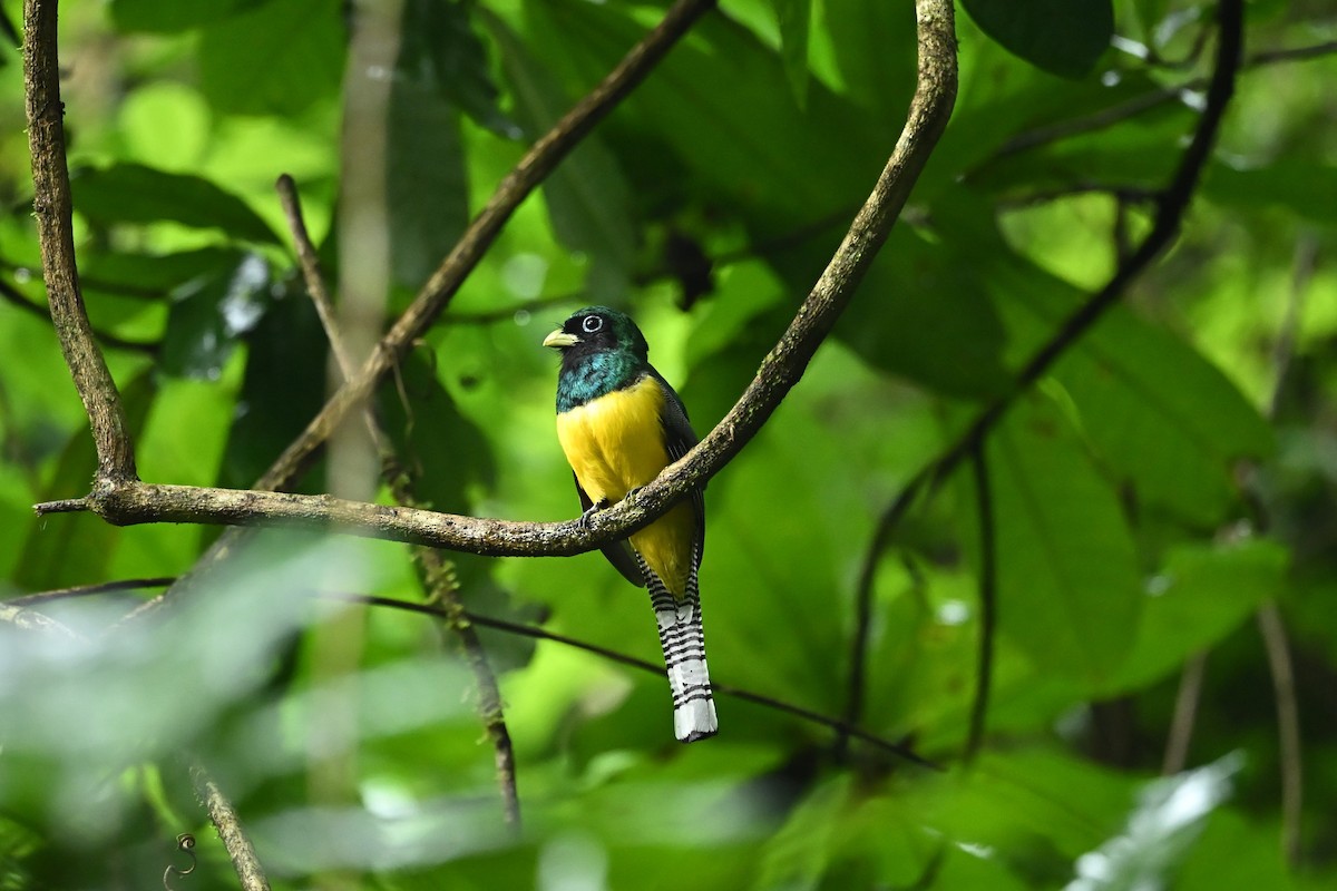 Graceful Black-throated Trogon - ML643591055