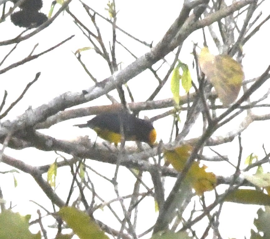 ハシブトスミレフウキンチョウ（melanura／crassirostris） - ML643591056