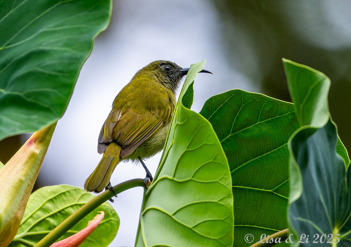 Sunda Honeyeater - ML643591077