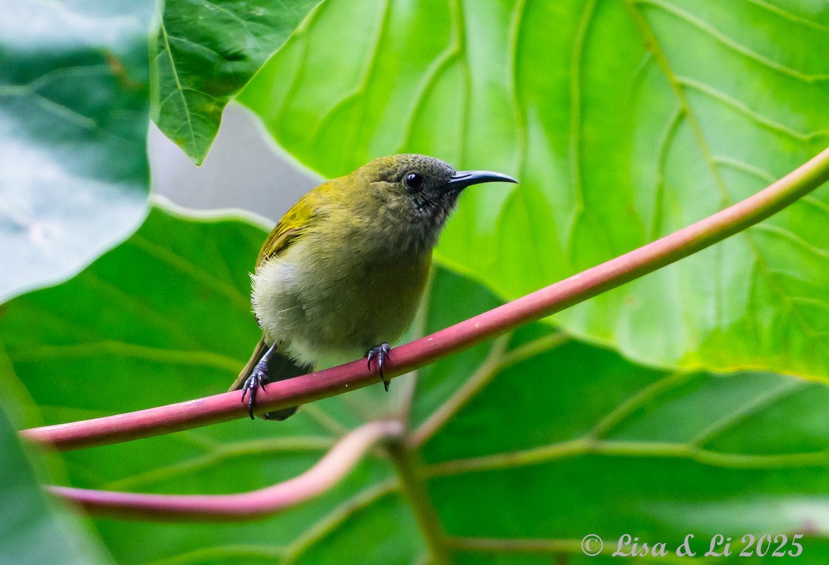 Sunda Honeyeater - ML643591078