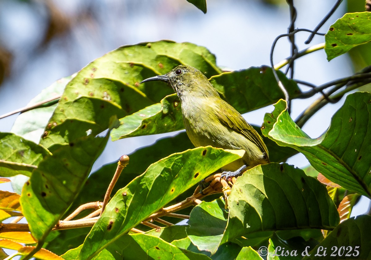 Sunda Honeyeater - ML643591079