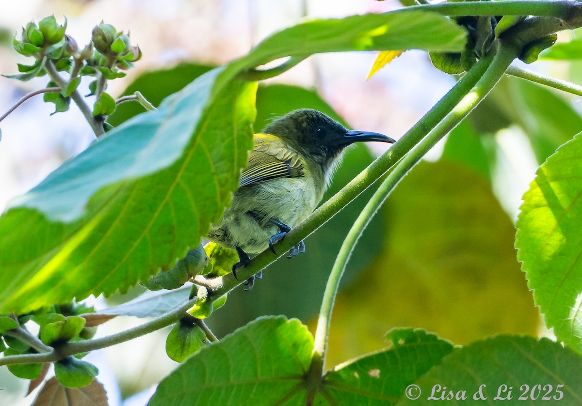 Sunda Honeyeater - ML643591080