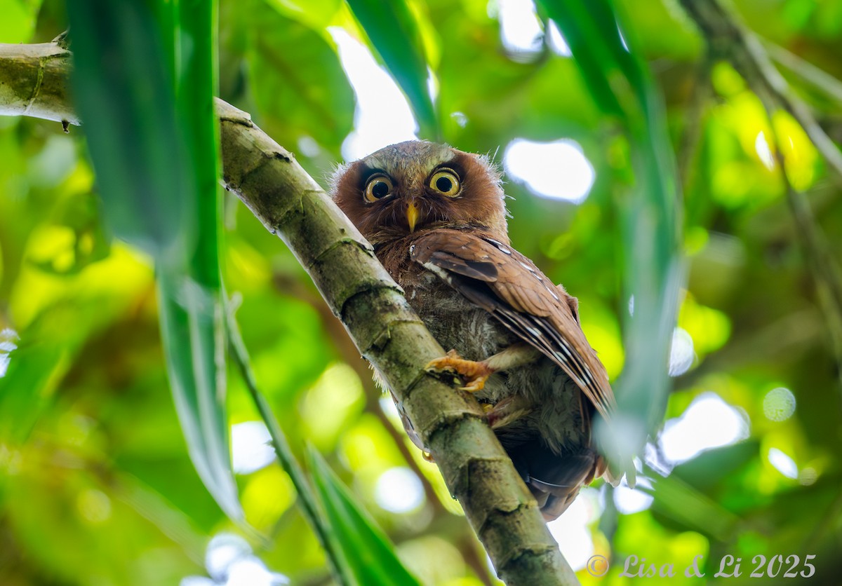 Сплюшка флореська - ML643591106