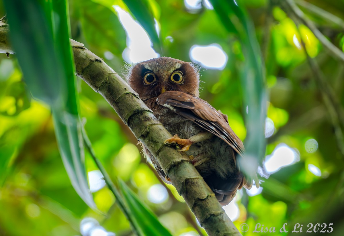 Сплюшка флореська - ML643591107