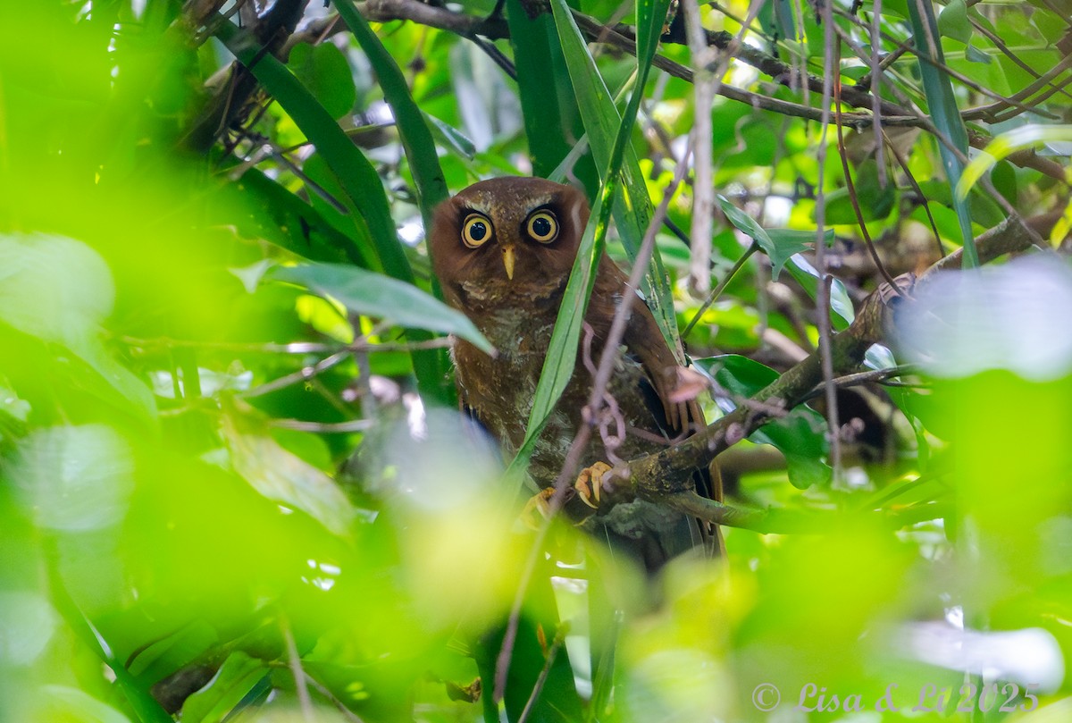 Сплюшка флореська - ML643591108