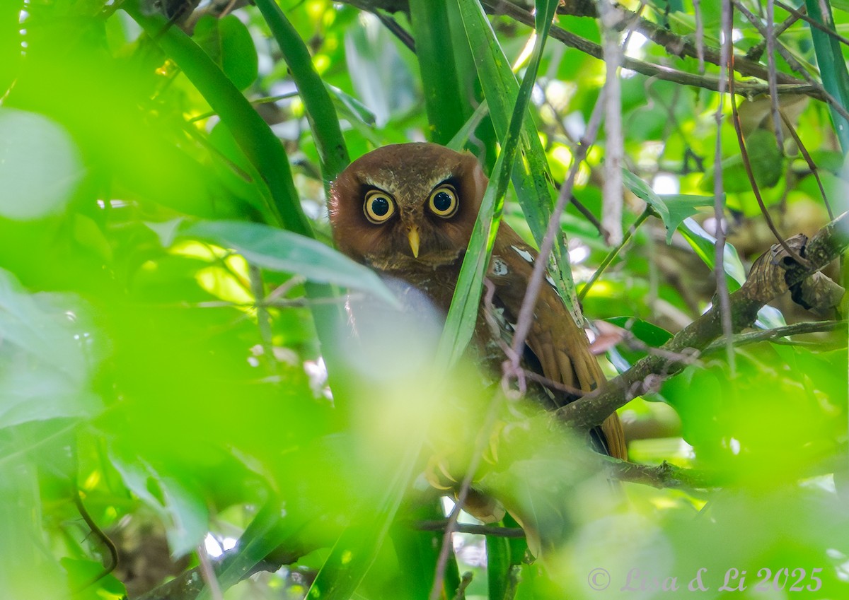 Сплюшка флореська - ML643591109