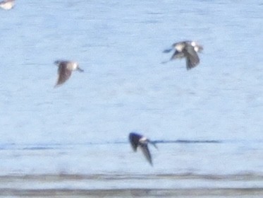 Tree Swallow - ML643591114
