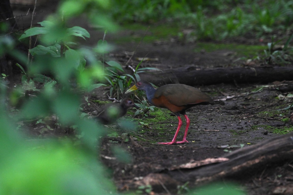 Gray-cowled Wood-Rail - ML643591133