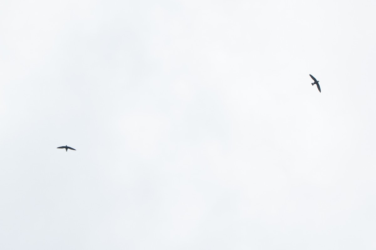 White-throated Needletail - ML643591137