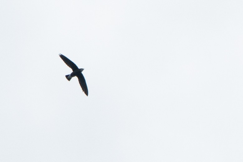 White-throated Needletail - ML643591138